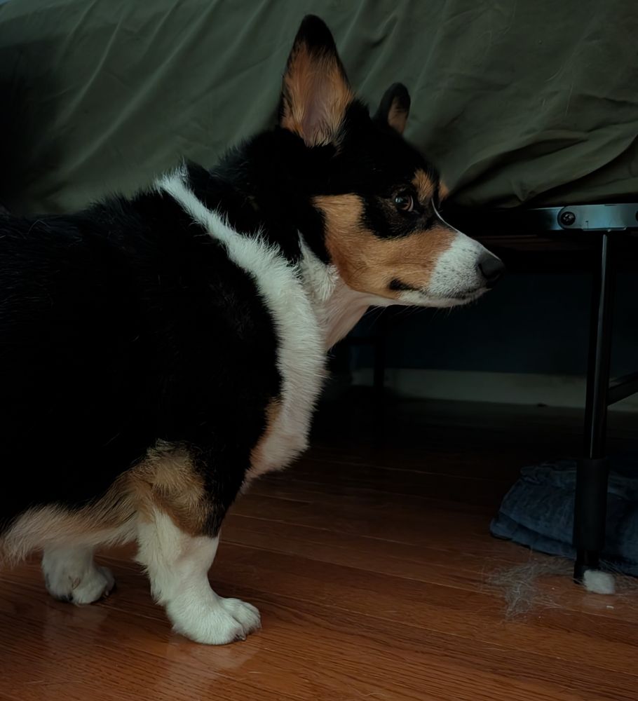 Tri color corgi standing before a bed