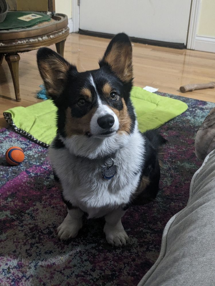 Tri color corgi sitting with her ears perked 
