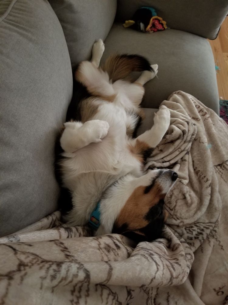 Tri color corgi with her belly up, napping on a couch