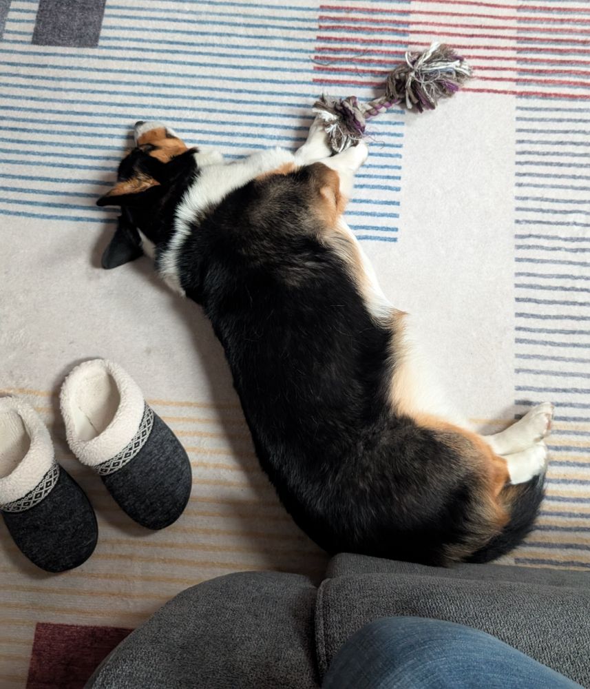Tri color corgi flopped on a rug with a pull toy