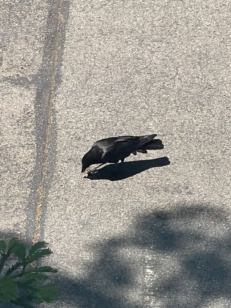 crow