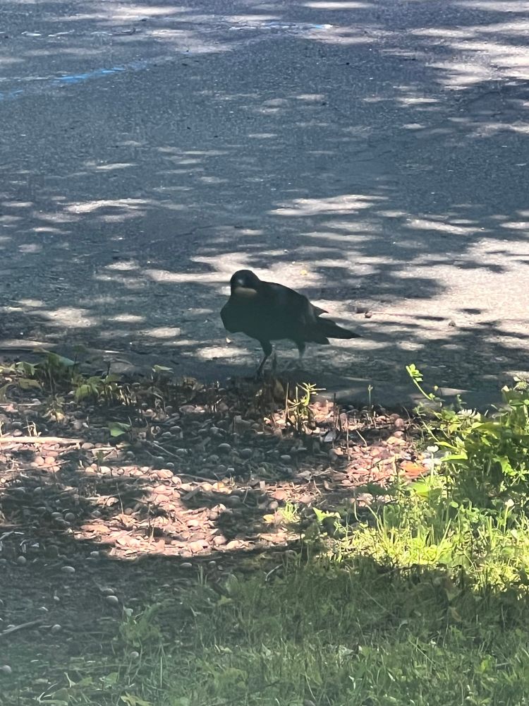 crow