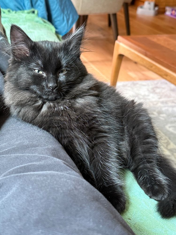 Different kitten falling asleep on human after playing.