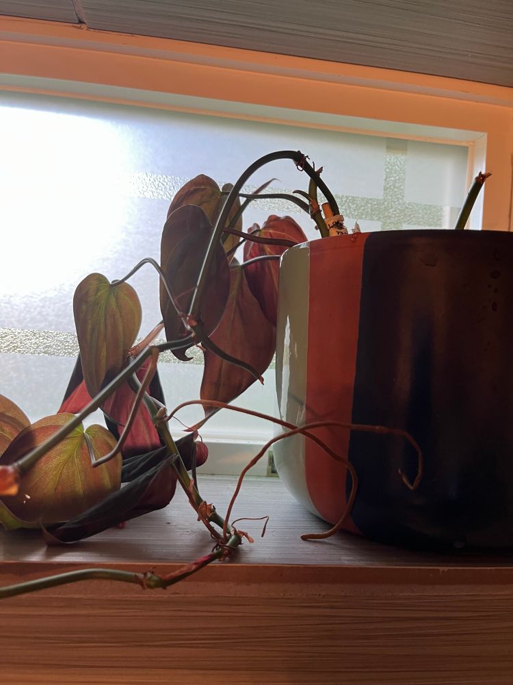 more micans idk what to put anymore in the alt text. sry. 