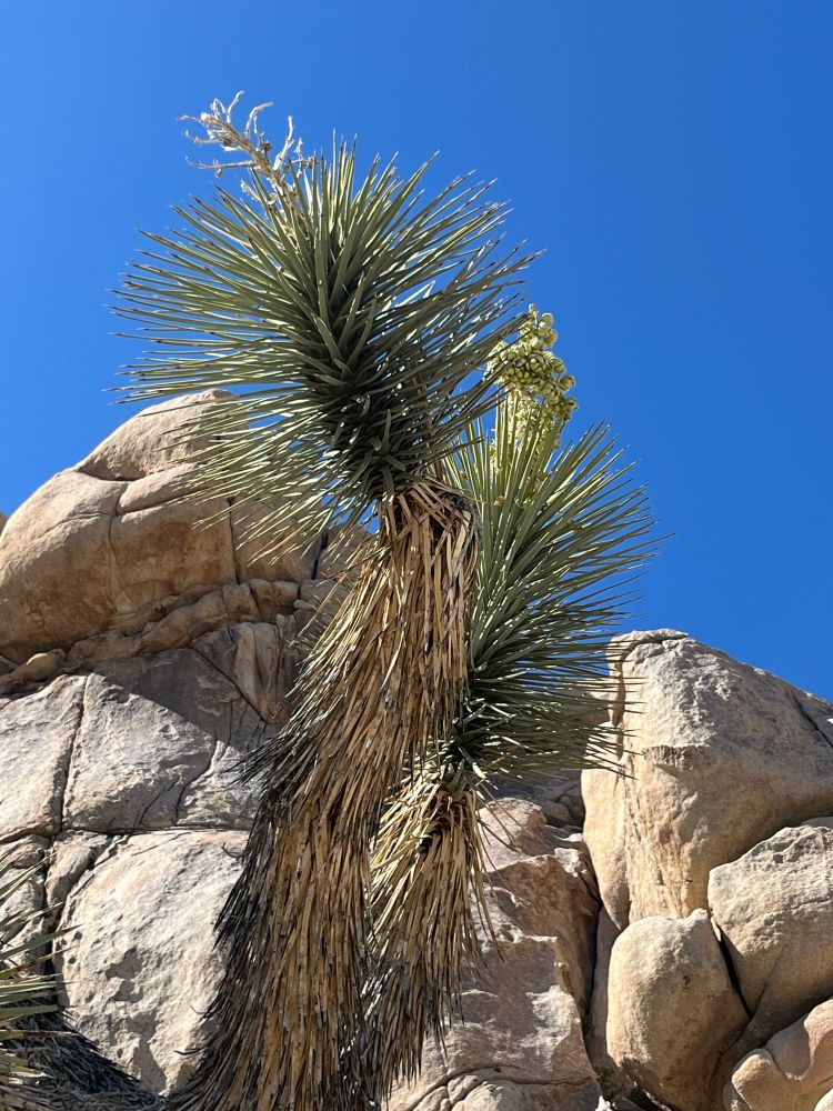 A joshua tree in bloom stands in front of a tall hill of boulders against a deep blue sky.