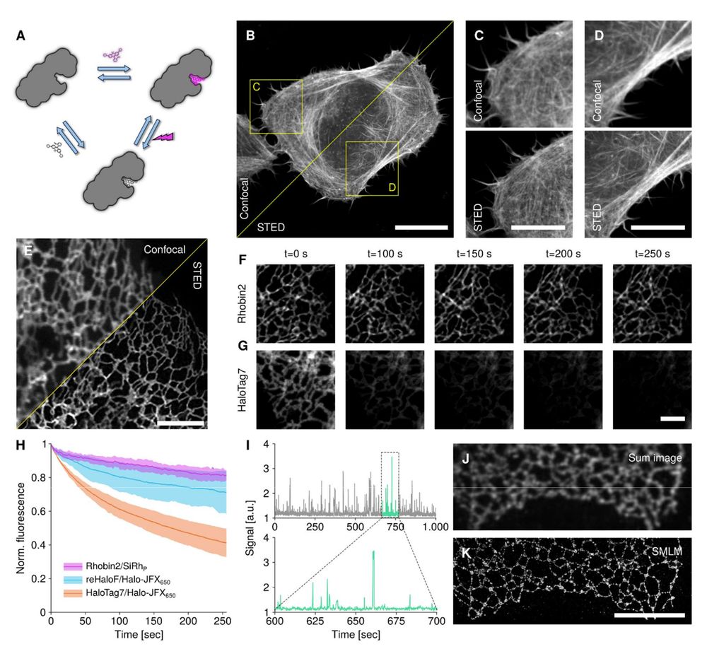 Fig. 4 Super-resolution microscopy in live and fixed cells with Rhobin.
(A) Rhobin transiently binds rhodamine molecules and thereby constantly replenishes signal lost
through photobleaching of dyes. (B-D) No-wash STED microscopy of live U2OS cells transiently
expressing LifeAct-Rhobin2 labeled with 100 nM JFX650. (C, D) Zoom-ins of regions highlighted
in (B) imaged either with confocal or STED microscopy. Scale bar: 20 μm (B) and 10 μm (C, D).
(E-H) Rhobin enables timelapse STED microscopy of fast ER dynamics with minimal signal loss.
U2OS stably expressing N-terminal tag fusions of SEC61B were stained with 1 μM Halo-JFX650
(HaloTag7, reHaloF) or 2 μM SiRhP (Rhobin2) and imaged at a frame rate of 0.387 fps for at least
100 time points. (F, G) Selected frames from timelapse acquisitions of Rhobin2:SEC61B labeled
with SiRhP (F) or HaloTag7:SEC61B labeled with Halo-JFX650 (G). Scale bar: 2 μm. (H) Signal
.CC-BY-NC 4.0 International licenseavailable under a
(which was not certified by peer review) is the author/funder, who has granted bioRxiv a license to display the preprint in perpetuity. It is made
The copyright holder for this preprintthis version posted June 25, 2025.;https://doi.org/10.1101/2025.06.24.661379doi:bioRxiv preprint
22
loss during timelapse imaging. Mean ± SD signal inside cells over time for indicated constructs.
(I-K) PAINT-type super-resolution microscopy with Rhobin. Rhobin2-SEC61B was transiently
expressed in U2OS cells and labeled with 5 nM SiRhP after chemical fixation. Imaging under no-
wash conditions and near-TIRF illumination. (I) Repeated, but transient binding of SiRhP
molecules to Rhobin2 at low nanomolar concentrations can be observed as intensity bursts in
intensity time traces extracted from a diffraction-limited area. See movie S3 for raw data of
binding-induced blinking. (J) Sum image across 10,000 frames of an image stack, simulating a
diffraction-limited image. (K). Reconstructed image from localized molecules in the full stack.