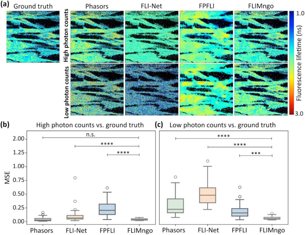 FLIMngo reliably predicts fluorescence lifetimes across photon count conditions. (a) Fluorescence lifetime maps of the ground truth alongside the maps predicted by phasor plot analysis, FLI-Net, FPFLI, and FLIMngo. The ground truth fluorescence lifetime maps are identical for both low and high photon counts, as the true fluorescence lifetime value per pixel is independent of photon counts. (b) Box-and-whisker plots of the MSE scores for predicted fluorescence lifetime maps from high photon counts compared to ground truth data. (c) Box-and-whisker plots of the MSE scores for predicted fluorescence lifetime maps from low photon counts compared to ground truth data. As FPFLI performs pixel binning, the MSE scores were calculated only on pixels representing non-background regions in the ground truths. For the Box-and-whisker plots, the line indicates the median, while the box represents the interquartile range; whiskers extend to the furthest data points within 1.5 times the interquartile range and the dots show outliers44. The data consisted of 40 simulated images with high photon counts (100-2500 photons per pixel) and the same images with low photon counts (25-100 photons per pixel), respectively. Statistical significance was calculated using a Kruskal-Wallis test followed by Dunn’s multiple comparisons, where *** denotes p < 0.001, **** denotes p < 0.0001, and “n.s.” denotes non-significant differences.