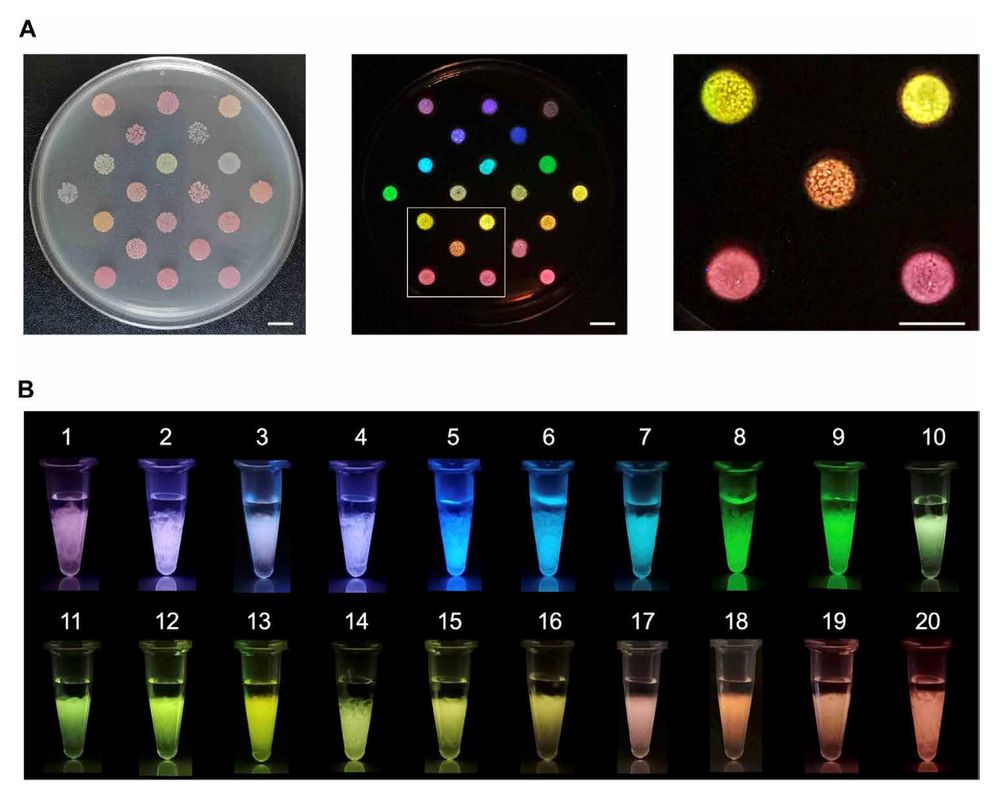  Twenty-color variants of bioluminescent proteins, eNLEX.