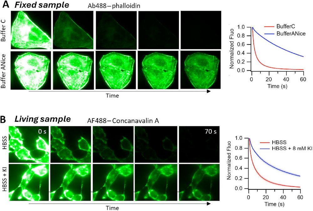 Figure 3:

The effect of buffer composition on photobleaching. A field of view (FOV) was irradiated several times, with images taken at a regular interval. representative images are shown as well as the average fluorescence intensity traces of 8 FOVs normalized to the initial image. Standard deviations correspond to the light shaded regions. Panel A: Fixed U2OS Cell stained with Ab488-phalloidin imaged in buffer C or buffer ANice. Panel B: Living U2OS cells stained with concanavalin A-AF488 imaged in HBSS or HBSS supplemented with 8mM KI (blue).
