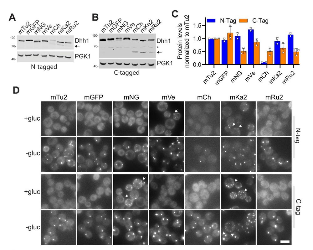 Figure 4. Position and type of fluorescent tag affect protein expression and P-body numbers in vivo.