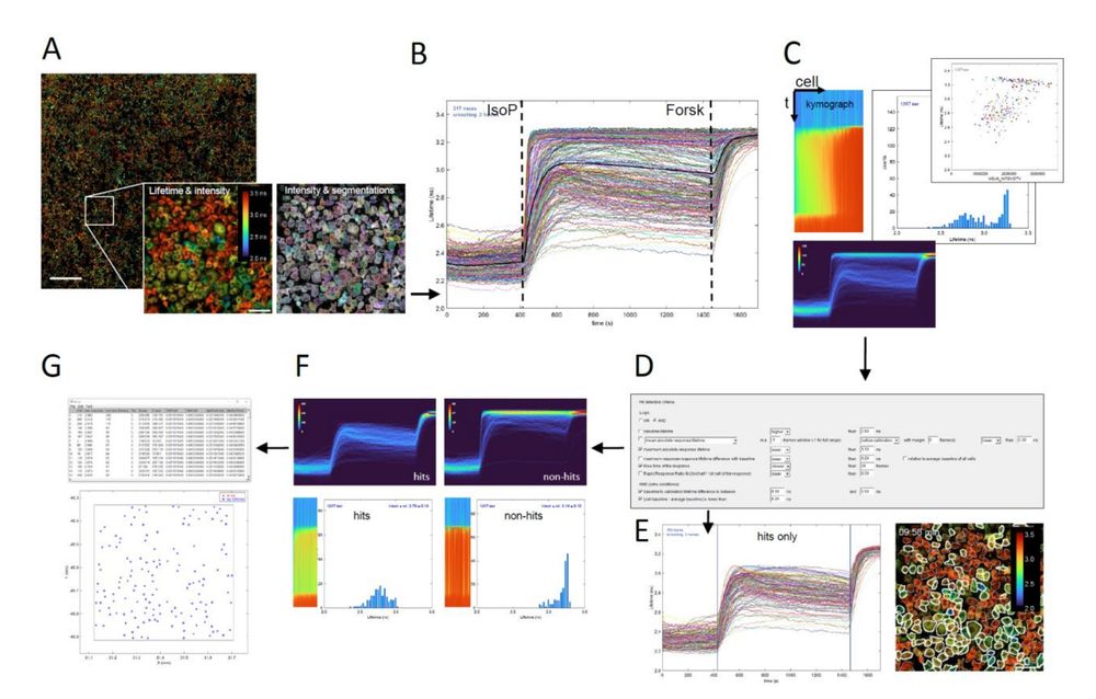 Fig. 4. Time-lapse FLIM analysis and hit detection Fiji macro. (A) Stitched multi-tile intensity image
overlay with the fluorescence lifetime image. The lifetime image can be either average photon arrival times
(‘Fast FLIM’) or calculated average lifetimes from two lifetime components. Ratiometric images can also
be used. Scale bar: 1000 μm. Inset: Left – Zoom-in of lifetime image of cells after stimulation with
isoproterenol; Right – Zoom-in showing cell segmentation as outlines. Scale bar: 100 μm. (B) Lifetime time
traces of all 298 segmented cells in a single tile of Cos7 cells (a mix of ADRB2 KO and WT cells). Cells are
stimulated with 40 nM isoproterenol (IsoP), followed by a calibration with forskolin (Forsk). Stimulation
and calibration time points may be automatically calculated from the average of all traces (thick black
line) or entered manually. (C) The script generates several informative visualizations. Shown are a
‘kymograph’ representation of fluorescence lifetime vs time in all cells, sorted on response magnitude (top-
left); a normalized data density graph (2D histogram of lifetime vs time, with cell counts in false color),
convenient when analysing thousands of cells (bottom); and (optionally animated) histograms of the
fluorescence lifetimes over time (middle) and scatterplots of lifetime vs secondary parameters like cell
intensity, cell area or intensity of an additional fluorescence channel of choice (top-right). (D) Hit selection
dialog showing various optional criteria. These can be used separately or combined, allowing to screen for
a large variety of dynamic phenotypes. (E) Based on the criteria, hit cells are determined and visualized
through a ‘hits only’ lifetime traces plot (left). Blue vertical lines indicate the chosen hit detection time
window. The hit cells are outlined with white lines on the lifetime-intensity overlay image (right). (F)
Additional visualizations of hit cells (left) and non-hit cells (right), in density graphs, resp…