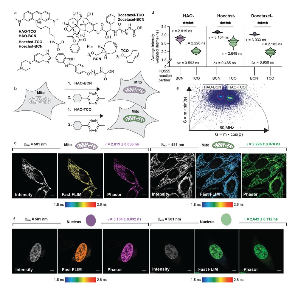 Figure 2. Single-species FLIM using multiple organelle- or structure-selective small
molecules and one fluorophore. a, TCO and BCN derivatives of HAO, Hoechst, and Docetaxel, which localize to the inner mitochondrial membrane (IMM), nucleus, or microtubule network, respectively. b, HeLa cells were treated with HAO-BCN or HAO-TCO and c, imaged by detecting fluorescence intensity (Intensity), average photon
arrival time (Fast FLIM), or phasor analysis (Phasor).