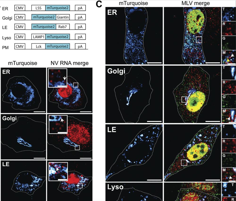 Subcellular localization of non-translating (free) RNAs and translation sites. (A) Schematic maps of the mTurquoise markers used to label different subcellular sites. (B) Representative images of the NIH3T3 GFP/RFP cells co-transfected with NV-MS2 and one of each mTurquoise plasmid labeling ER, Golgi, LE, Lyso, and PM. Images were acquired on an LSM980 confocal microscope. RNA is in red and subcellular locations in hot cyan. Single z-planes are presented, and scale bars are 10 and 2 µm for zoom insets. White arrows indicate NV RNA associated with the turquoise surfaces. (C) Representative images of cells co-expressing ΔNC and one of each mTurquoise plasmid. Translating and non-translating FL RNAs associated with the subcellular surfaces (hot cyan) are indicated by yellow and white arrows, respectively. Single z-planes are presented, and scale bars are 10 and 2 µm for zoom insets. In zoom insets, the letters T, R, G, and M denote turquoise, red, green, and merge, respectively. 