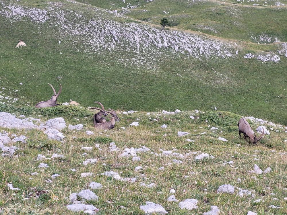 Mâles bouquetins au club med en face du Mont Aiguille