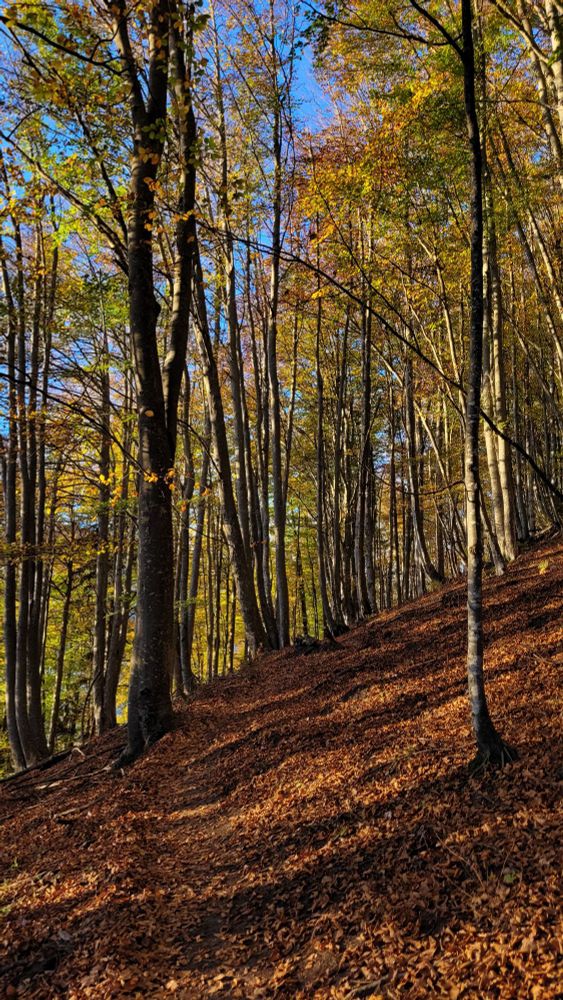 Hêtraie d'automne, cirque du Bournillon, Vercors, Isère.