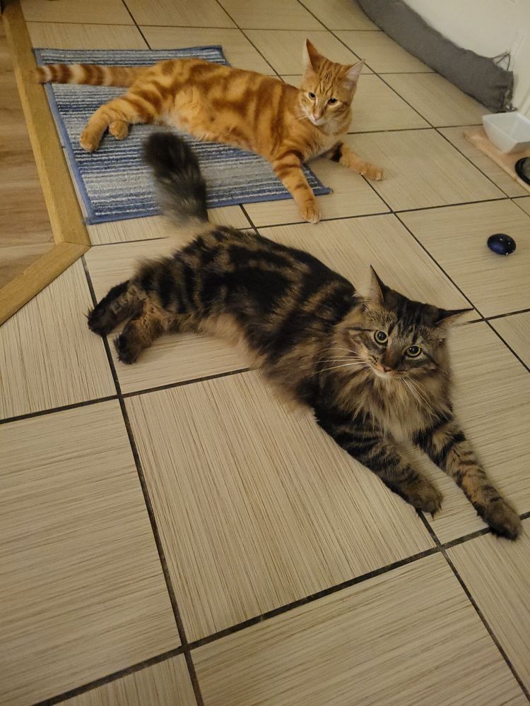 Dark Tabby and orange tabby laying down in same pose looking slightly startled