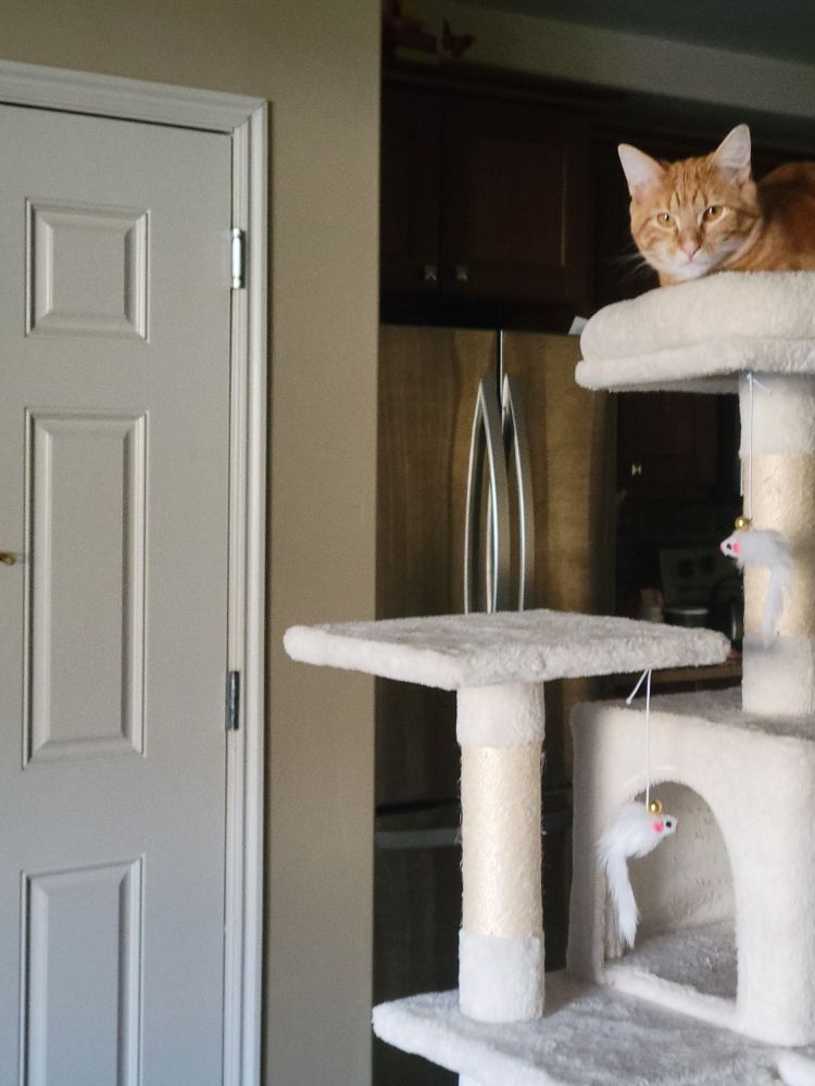 Orange tabby sitting atop a carpeted condo tree thingie looking at me, not engaged in watching TV at all.