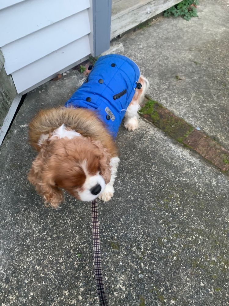 A cavalier King Charles spaniel, in a little blue coat on a lead outside a house.