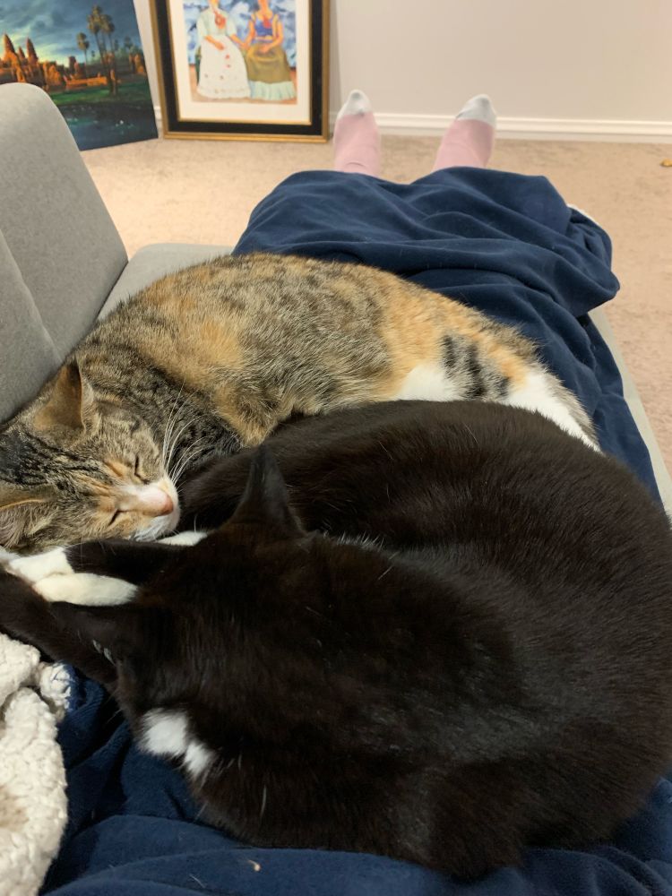 The viewer is lying down on a couch and there are two cats asleep in his lap, curled into each other.