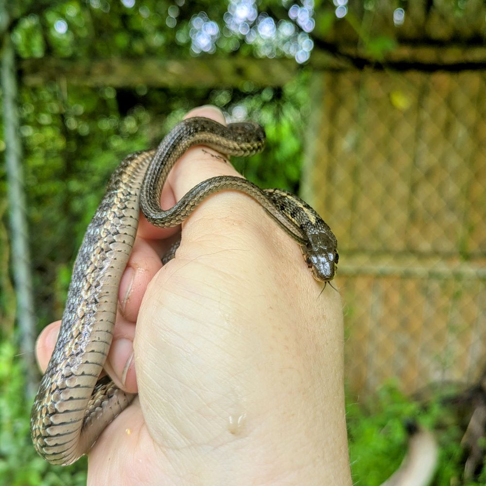 A Garter Snake wrapped amongst the fingers of a pale hand, flicking its tongue in front of a blurry outdoor backdrop 