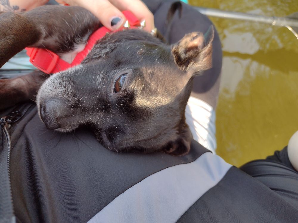 A black Chihuahua mix with a red harness laying down 