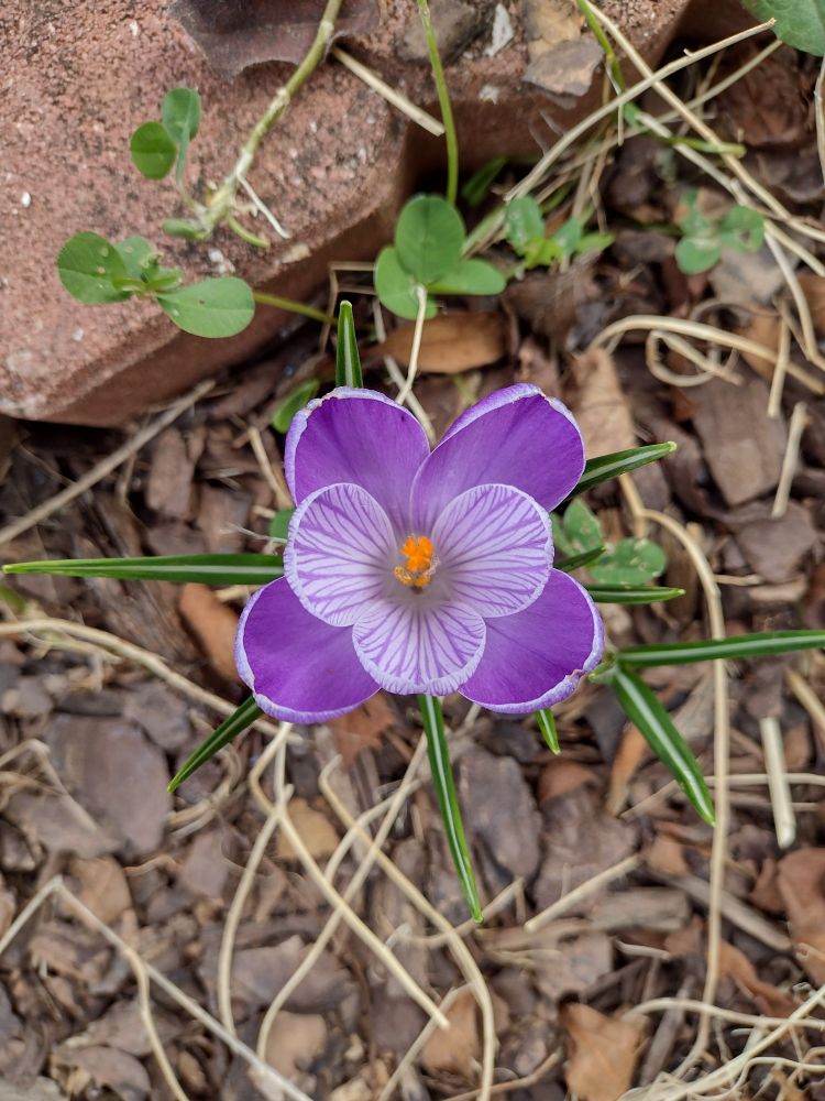 Purple crocus