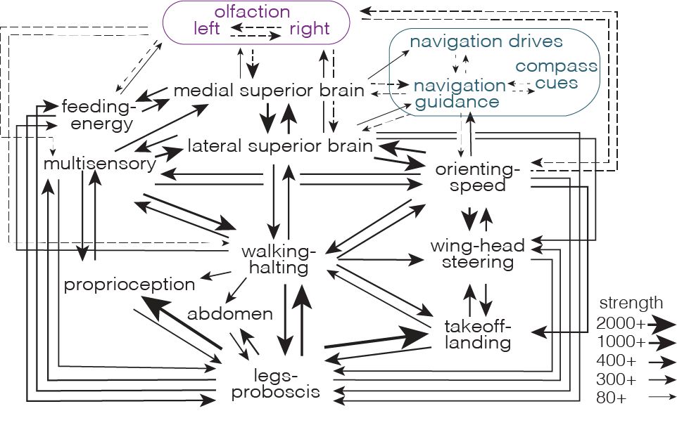 Strongest links between CNS networks. The size of each arrow represents the number of postsynaptic cells in that link.