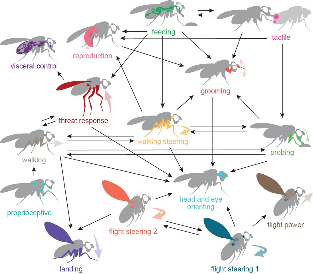 Summary of the strongest adjusted influences between behavioral modules as a network graph.