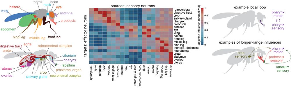 (left) Schematic of body parts associated with annotated effector cells in the BANC. (middle) Heatmap of mean adjusted influence of sensory cells (columns) on effector cells. Sensory and effector cells are pooled by body part. Each row is minmax normalized to the same range (0-1). (right) Schematic of an example local loop (top) that is also linked to specific sensors via long-range connections (bottom).