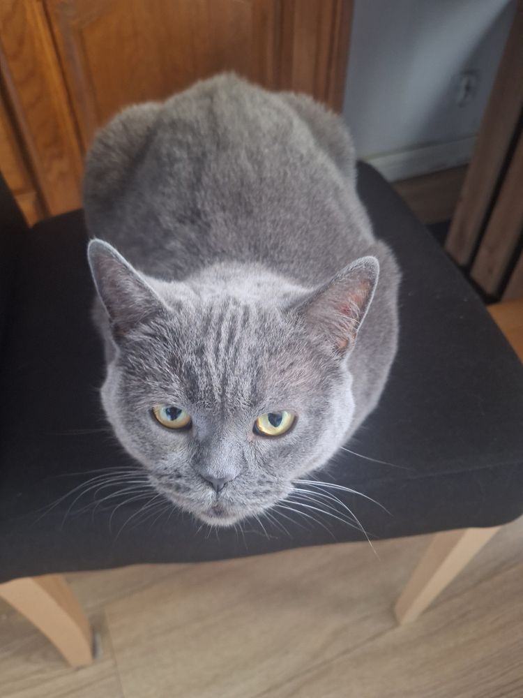 szary kot patrzy 