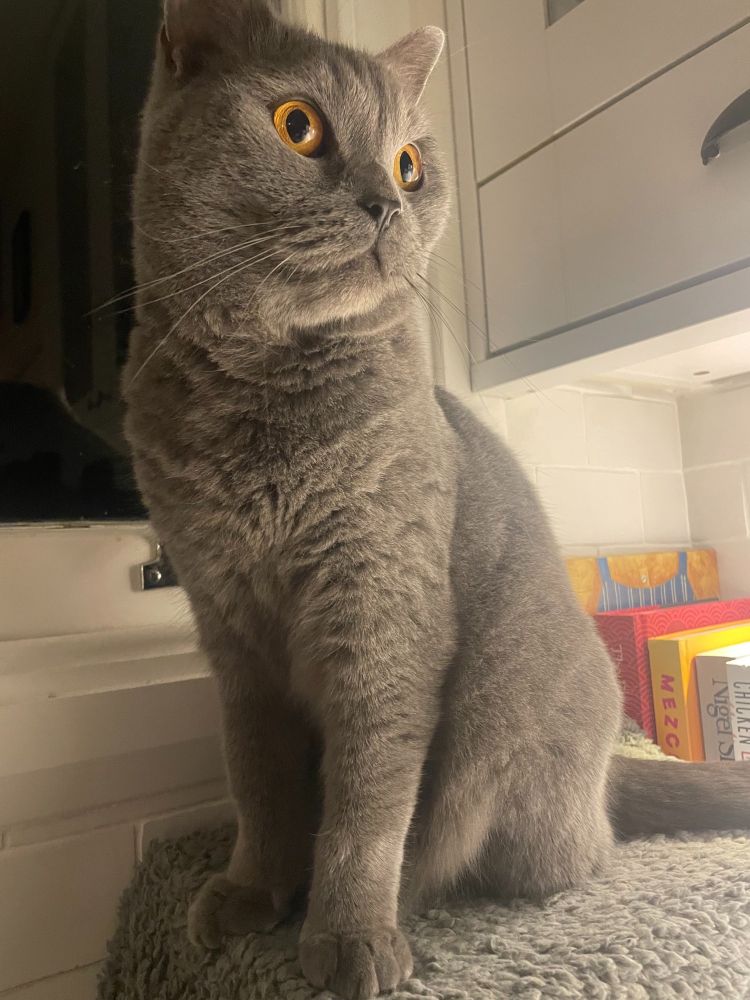 A grey cat with orange eyes sitting on a box.