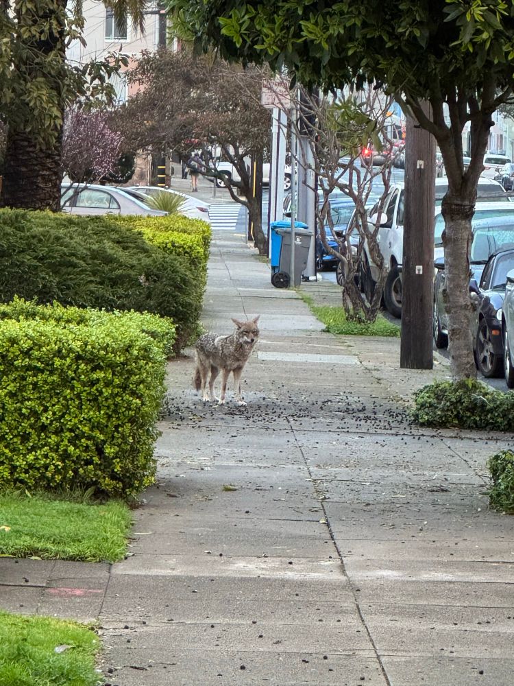A coyote in a residential area of SF