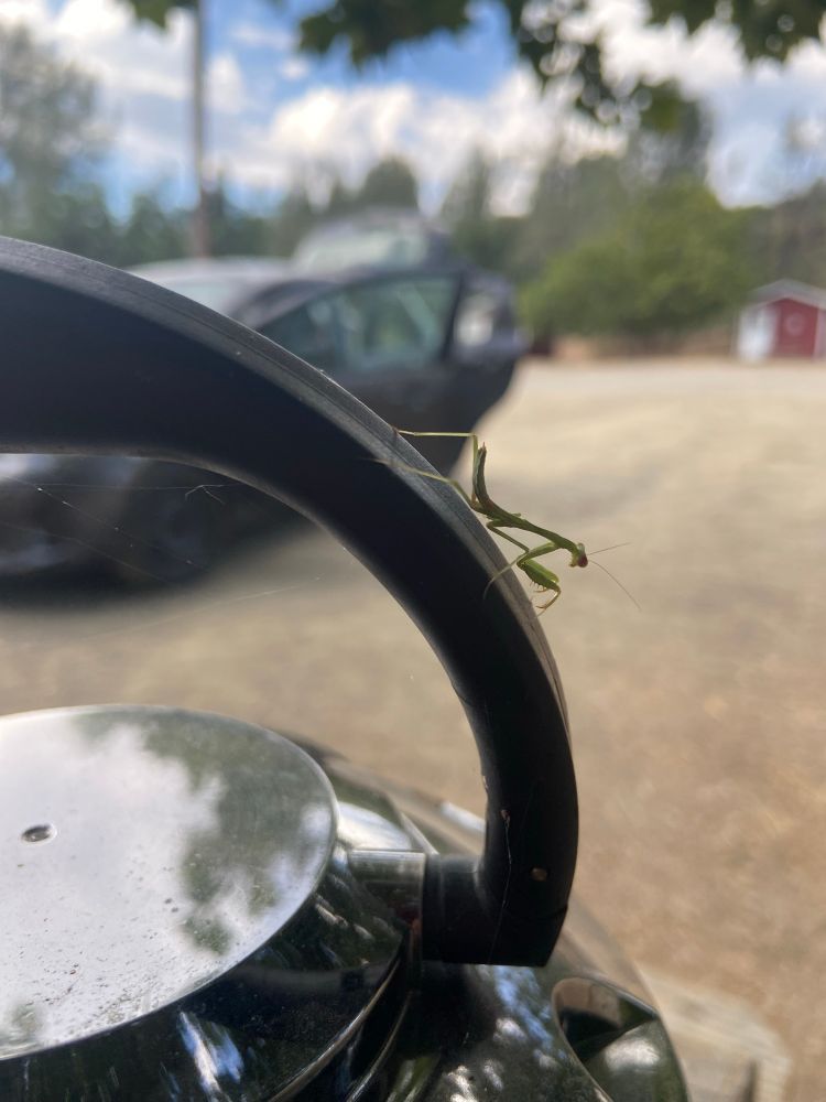Baby praying mantis on the handle of an electric lantern.