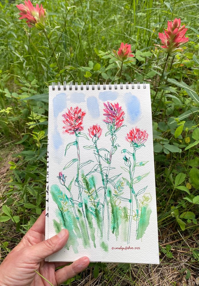 A sketchbook drawing of paintbrush flowers by author illustrator Carolyn Fisher.