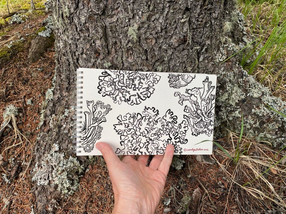 A sketchbook drawing of lichen by artist Carolyn Fisher.