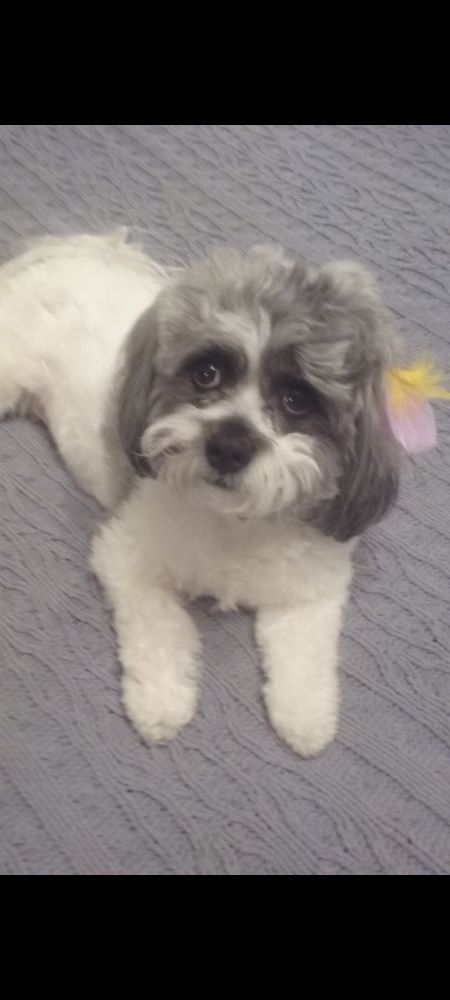 Gray and White Teddy Bear dog, with feathers in her hair.