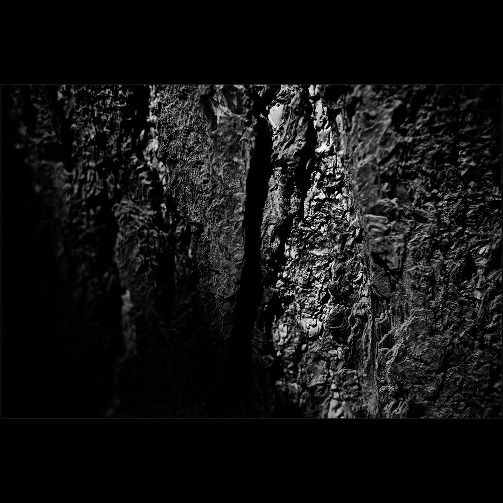 tree textures