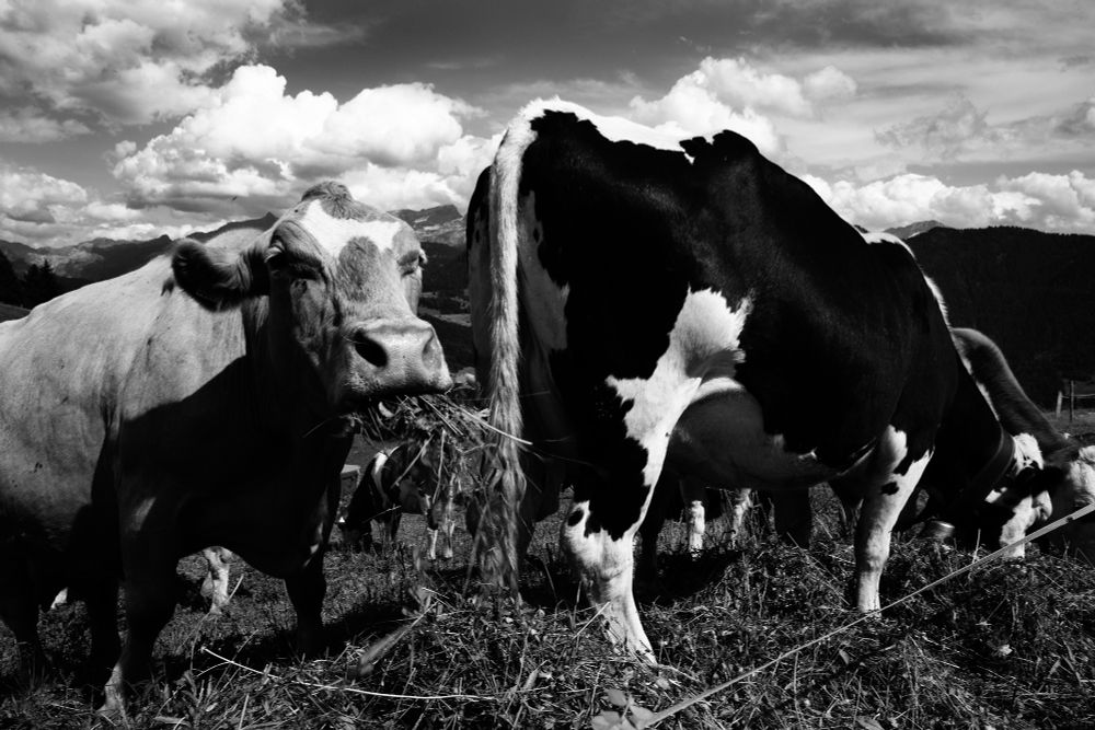 Cows in Leyzin, Switzerland