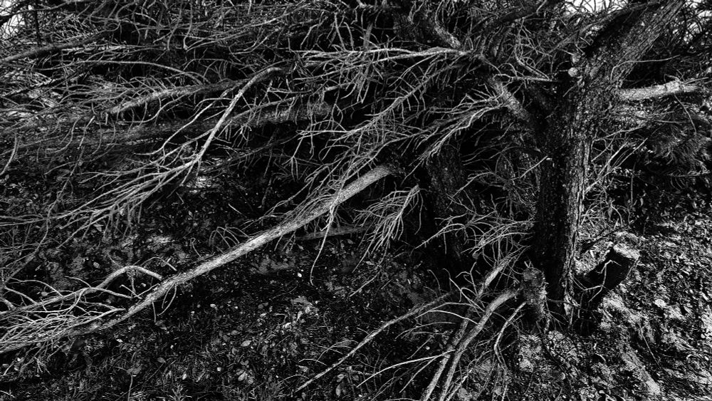 tree & textures