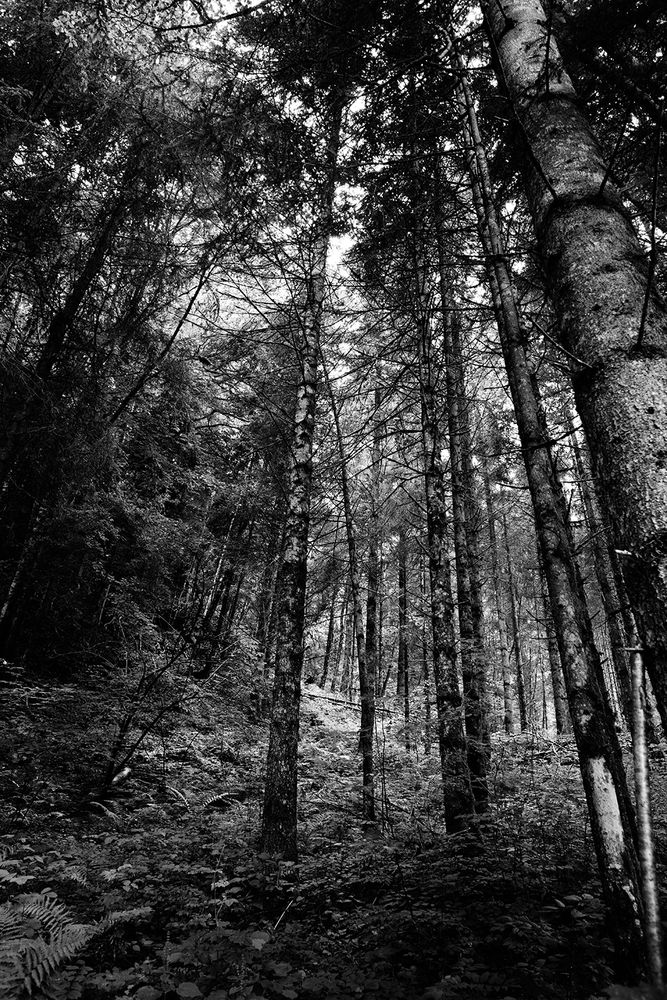 Trees, Champéry, Switzerland