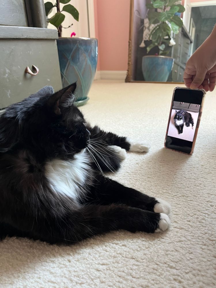our tuxedo cat, wish. he is lounging on the ground. my wife is showing him a photo of himself on her phone and he is looking at it.