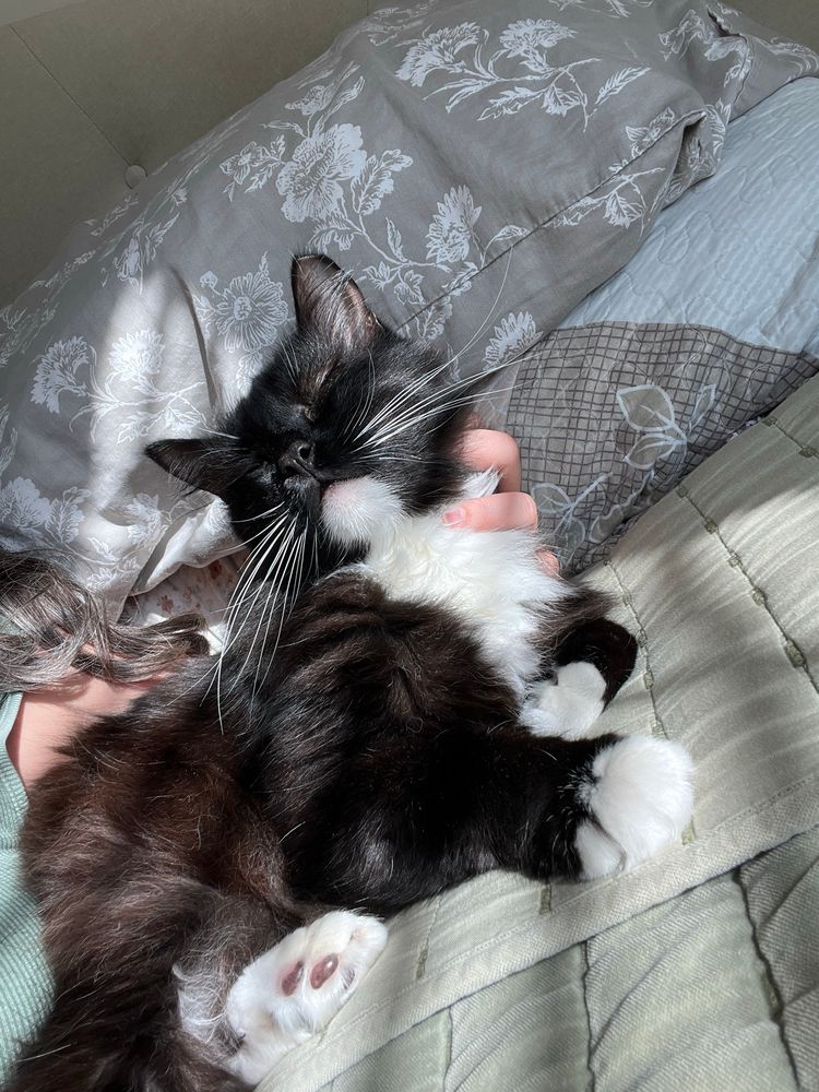 our tuxedo cat, wish. he’s enjoying a little scratch on the side of his face and being my little spoon.