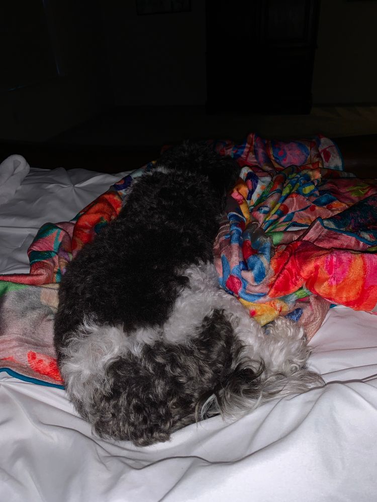 Dog laying on blanket