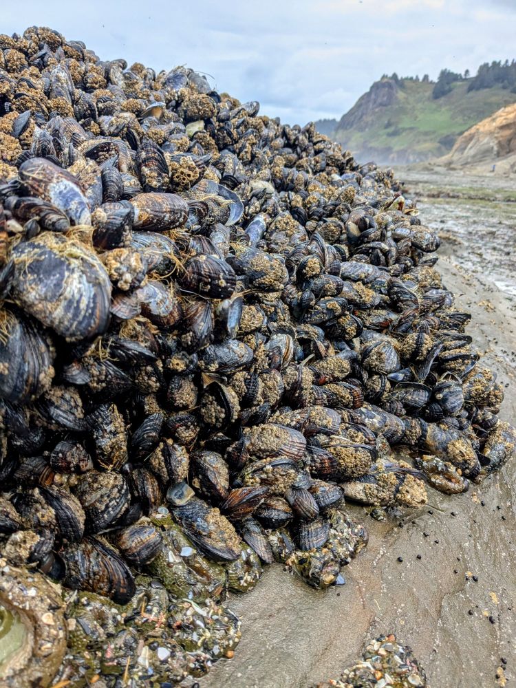 A big pile of mussels on a rocky beach. There is a green hill in the background. 