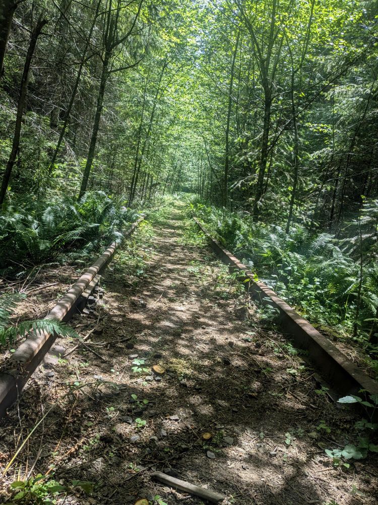 A picture of a forest with medium sized trees, over an abandoned railroad. It's sunny, but there is lots of shade. 