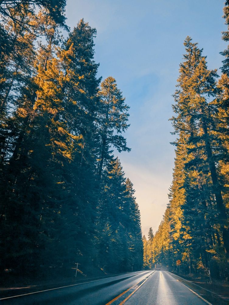 Road and redwood trees
