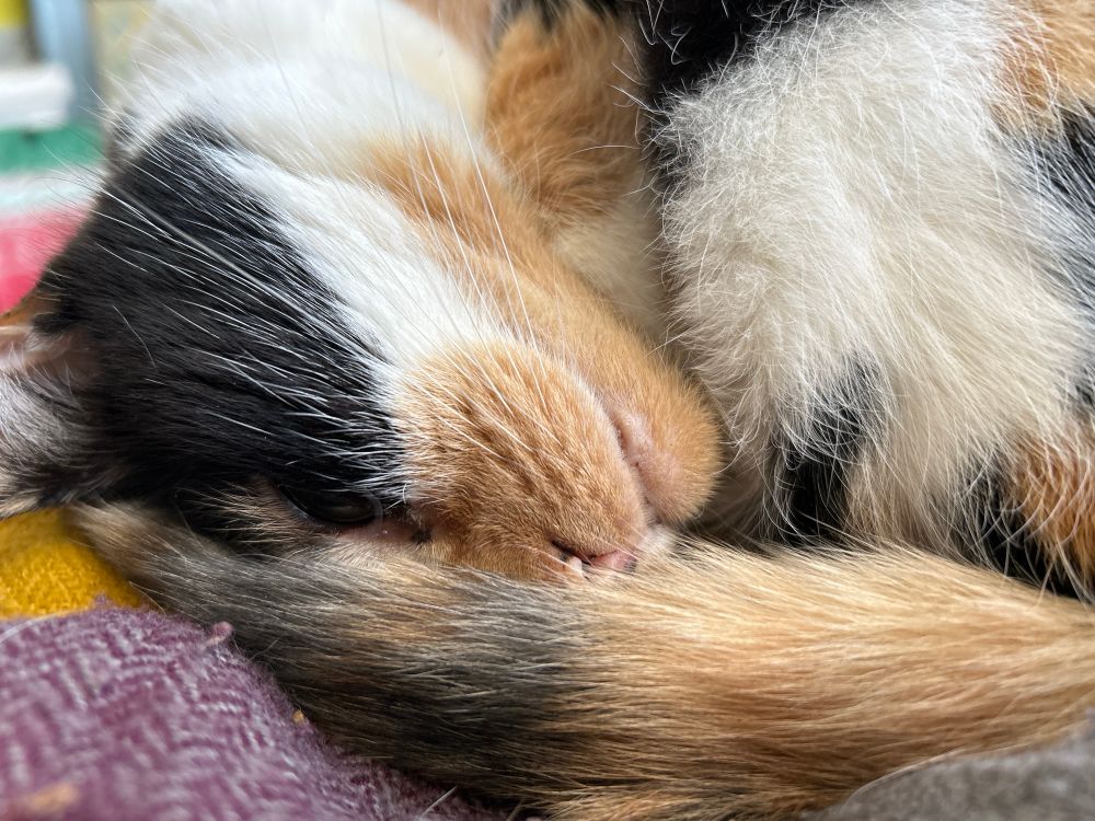 A close up on a tortoiseshell and white cat who is now curled up asleep on a lap