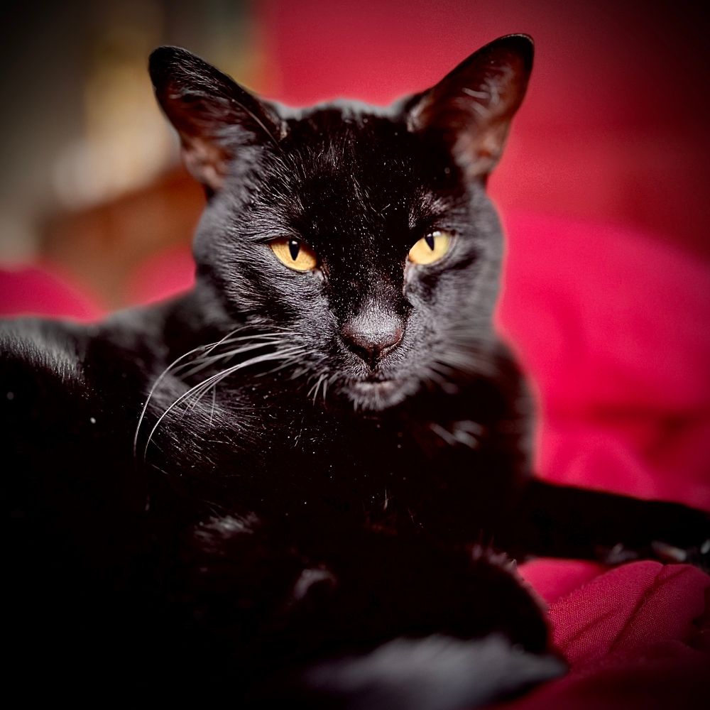 Black cat on a red blanket 