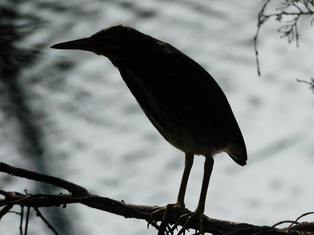 young green heron in silhouette, with down feathers sticking out of the top of its head, perched on a bare tree branch over a silvery lake.