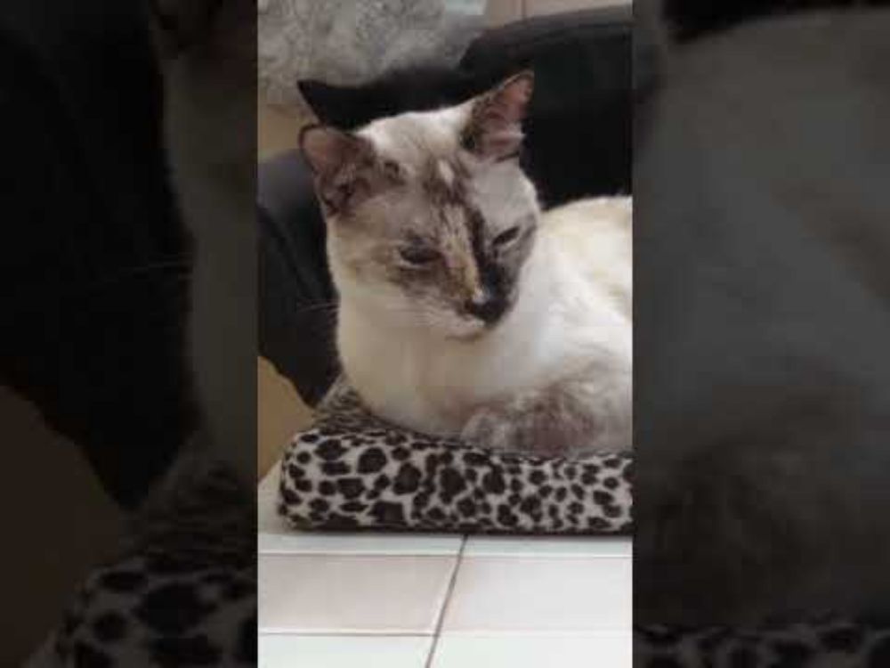Cat Purring